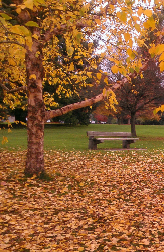 Autumn Leaves, bench, by Green Lake (by Dan Keusal)