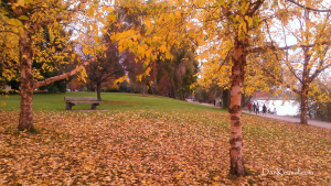 Autumn Leaves, bench, Green Lake (by Dan Keusal)