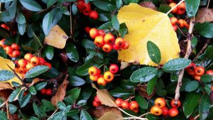 Berries, Leaves, and Twigs (photo by Dan Keusal 2015)