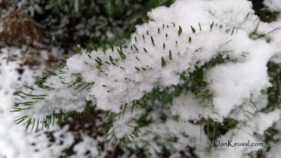 Evergreen Branches, Snow (by Dan Keusal)