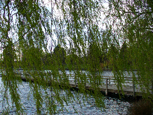 Green Lake Pier (by Dan Keusal)