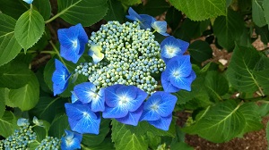 Hydrangea, Close To Hom