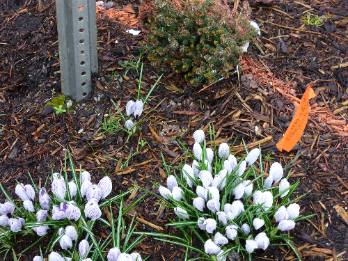Northgate Mall parking garage--flowers...