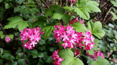 "Pink flowers in the driveway" (photo by Dan Keusal)