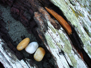 Sea Stones in Driftwood Kala Point by Dan Keusal