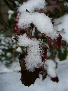 "Snowflakes on Red Holly" by Dan Keusal